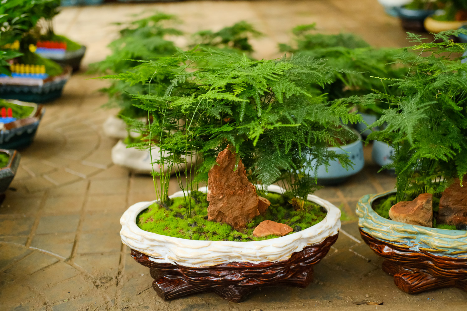 1棵文竹养10年，年年开花结果子！咋养的？