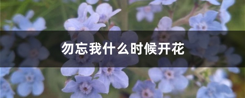 勿忘我什么时候开花