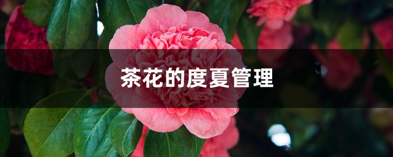 茶花的度夏管理