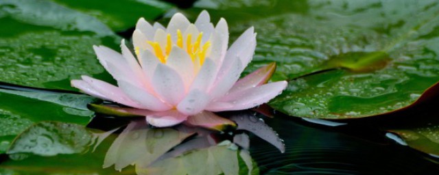 莲子在土里还是水里 莲子是种在土里还是水里