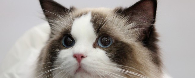 加菲猫怎么养才正确 加菲猫如何养才正确