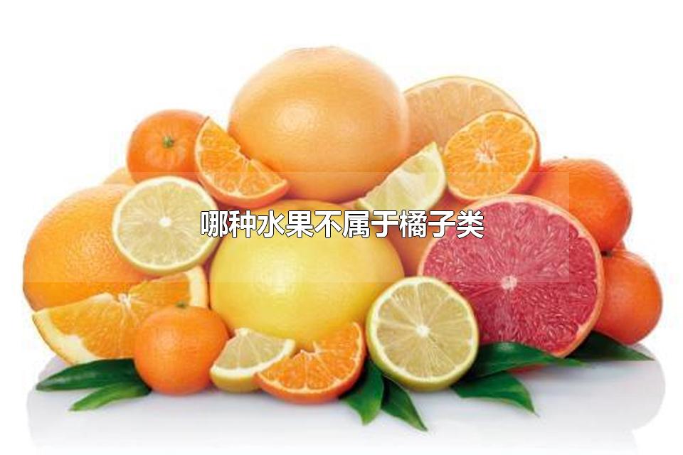 哪种水果不属于橘子类 柑橘物种分类有哪些
