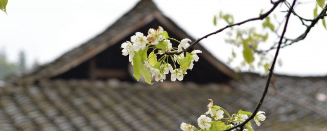 清明节得名源于农历 传统节日清明节