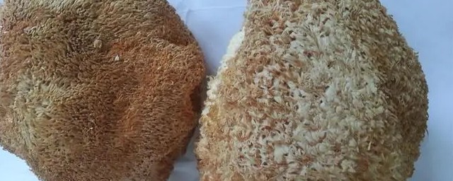 猴头菇如何煲汤 猴头菇怎么煲汤好喝