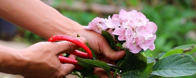 绣球花什么时候修剪合适 绣球花什么时候修剪怎么修剪
