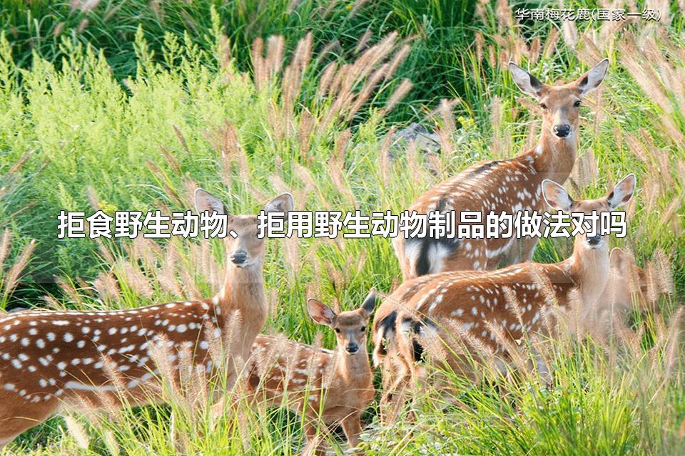 拒食、拒用野生动物制品的做法对吗 保护野生动物的重要性