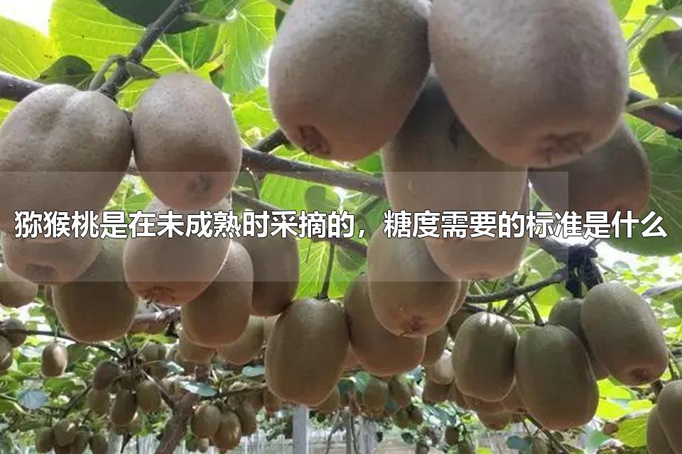 猕猴桃是在未成熟时采摘的,糖度需要的标准是什么 猕猴桃的成熟期为每年的