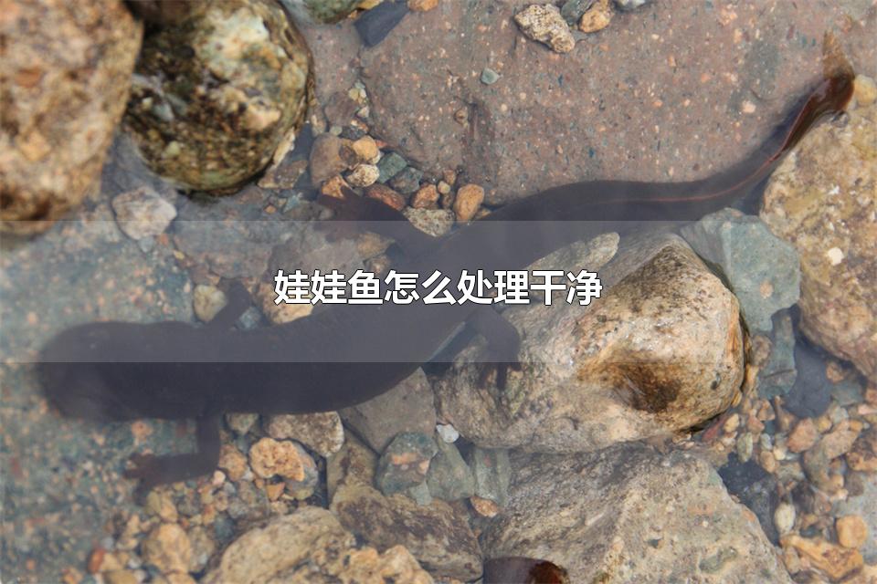 娃娃鱼怎么处理干净 娃娃鱼需要剥皮吗