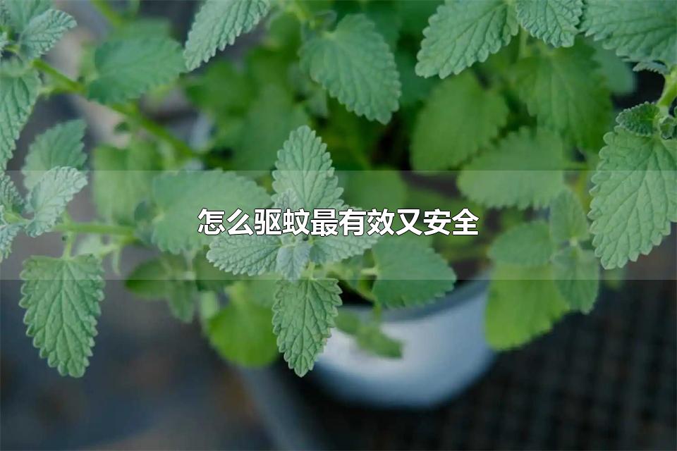 怎么驱蚊最有效又安全 日常驱蚊子可以用什么