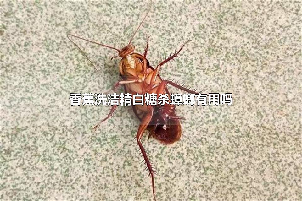 香蕉洗洁精白糖杀蟑螂有用吗 预防蟑螂的方法