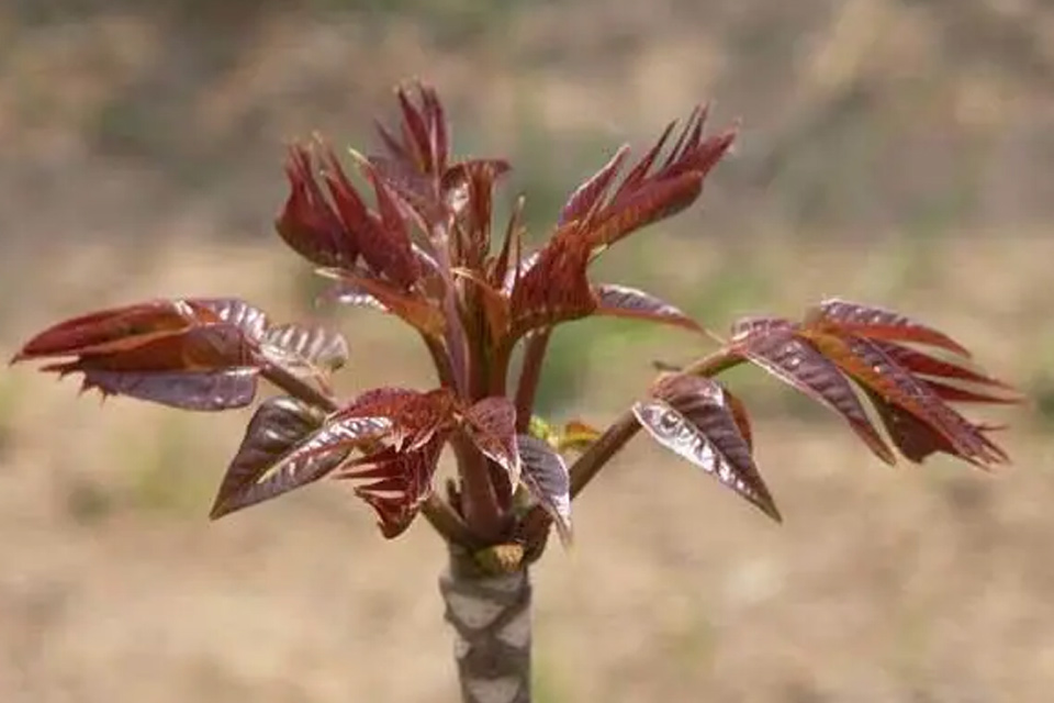 椿炒鸡蛋怎么炒 香椿炒鸡蛋是哪里的名菜