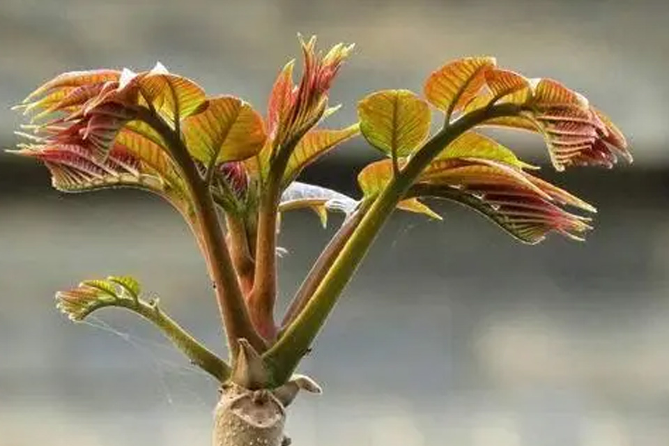 椿炒鸡蛋怎么炒 香椿炒鸡蛋是哪里的名菜