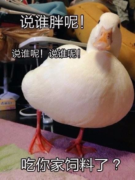 一只鸭子能有多欠