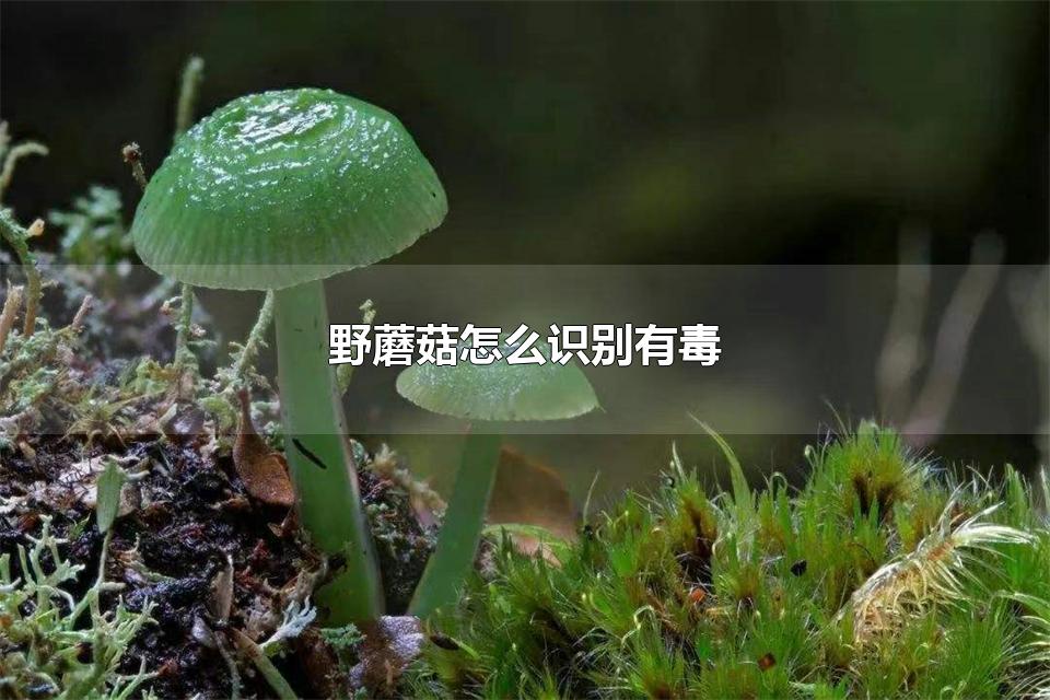 野蘑菇怎么识别有毒 可以食用的野蘑菇有哪些