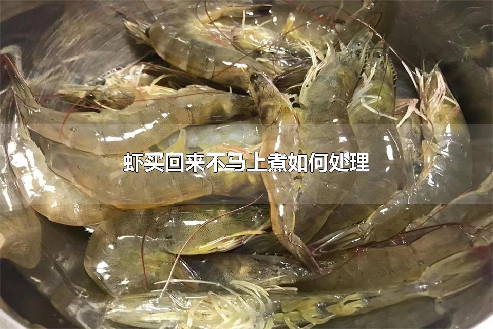 虾买回来不马上煮如何处理 煮虾需要注意什么