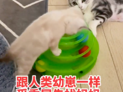 猫咪受了委屈也会找妈妈求安慰 猫咪撒娇谁受的了