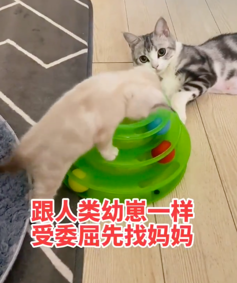 猫咪受了委屈也会找妈妈求安慰 猫咪撒娇谁受的了