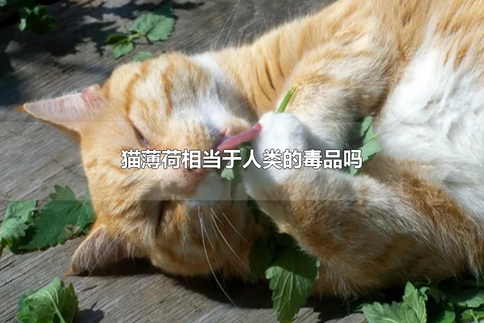 猫薄荷相当于人类的毒品吗 关于猫薄荷的介绍