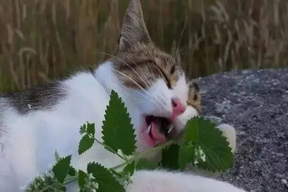 猫薄荷相当于人类的毒品吗 关于猫薄荷的介绍