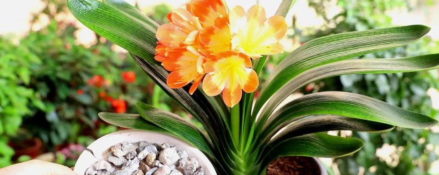 君子兰什么季节换盆好 君子兰换盆适合什么季节好