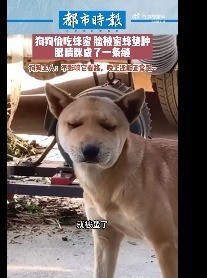 嘎！嘎！嘎！狗狗偷吃蜂蜜脸被蜇肿