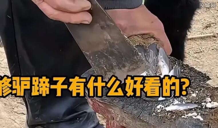 修驴蹄子视频截图
