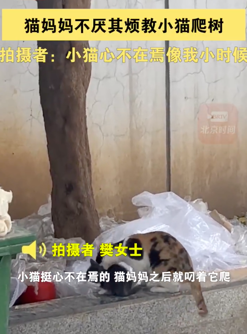 猫妈妈不厌其烦教小猫爬树 无论是谁当妈都不容易