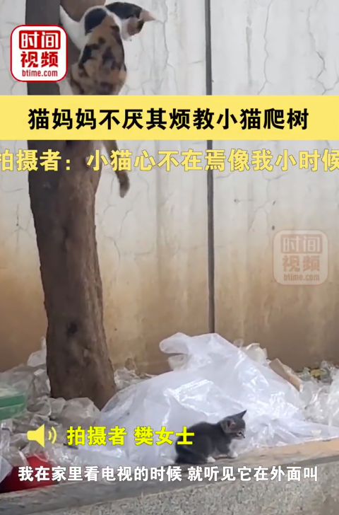 猫妈妈不厌其烦教小猫爬树 无论是谁当妈都不容易