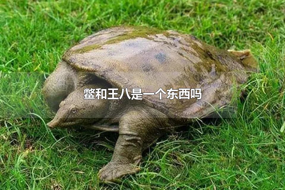 鳖和王八是一个东西吗 鳖可以食用吗