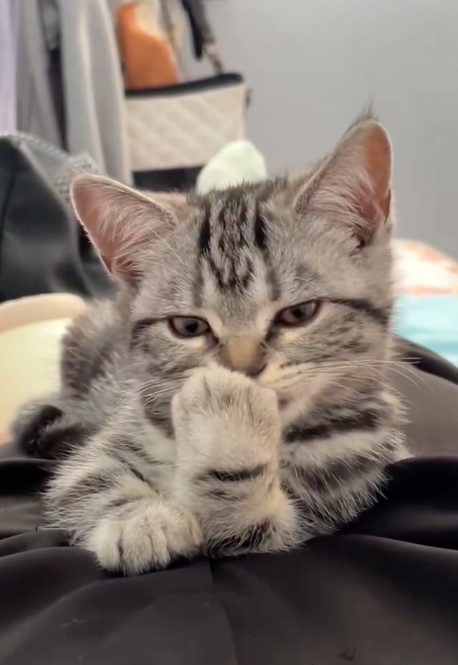 这小猫也太油腻了吧！网友：这不能是张翰的猫吧