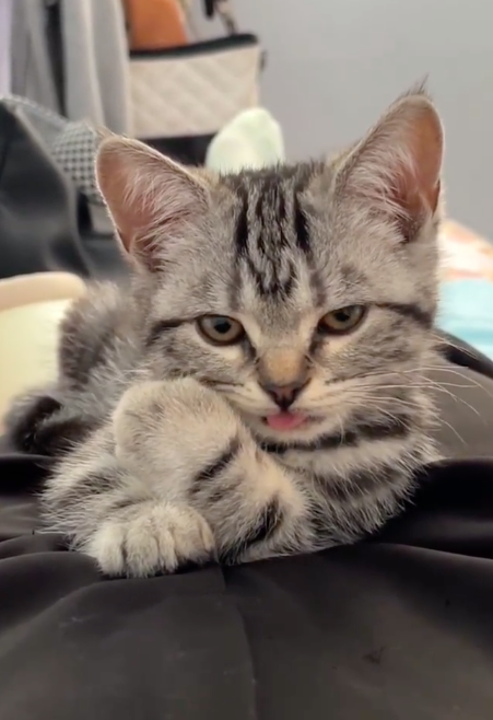 这小猫也太油腻了吧！网友：这不能是张翰的猫吧