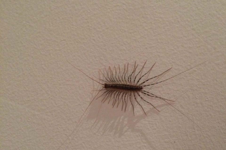 蚰蜒有毒吗 蚰蜒是害虫吗