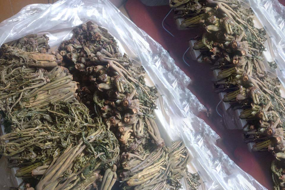 香椿咸菜怎么做好吃 香椿咸菜可以多吃吗