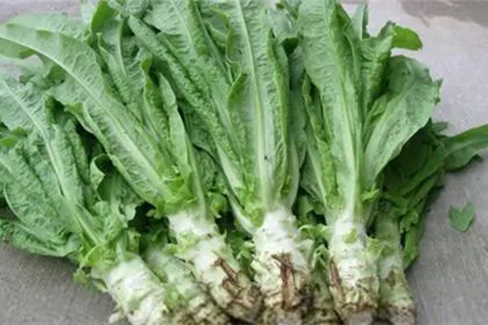 莴笋叶需要用水焯一下吗 莴笋需要泡水吗