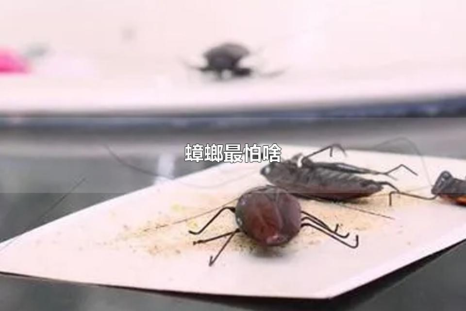 蟑螂最怕啥 蟑螂以什么为食