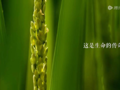 《风味人间4》定档 陈晓卿携人间谷物重磅回归