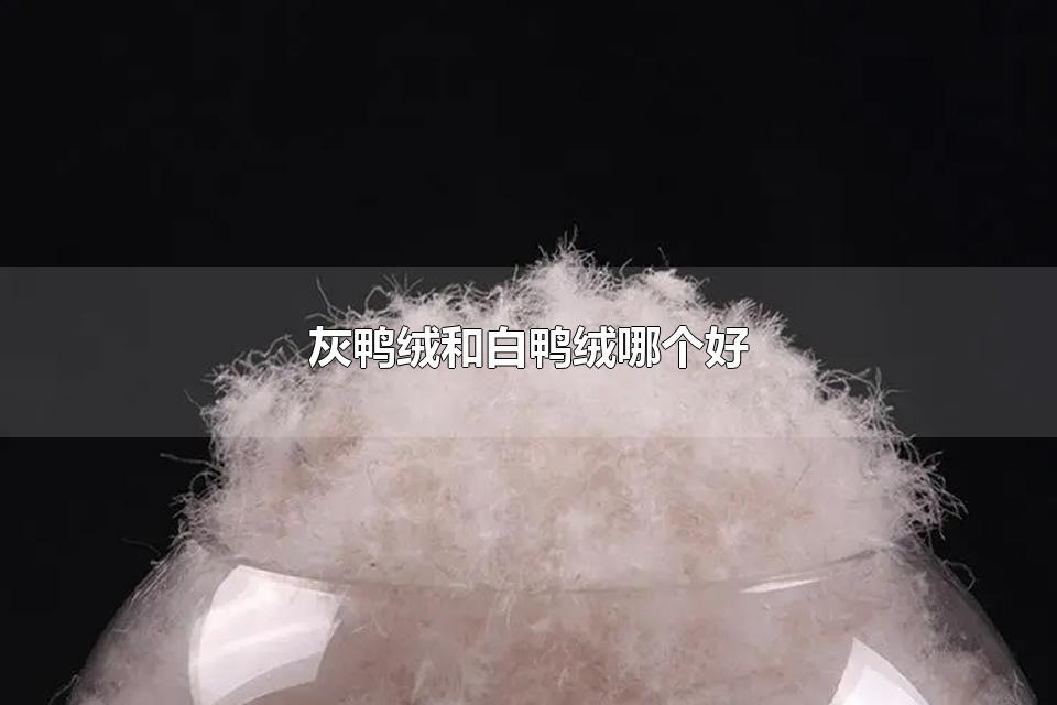 灰鸭绒和白鸭绒哪个好 鸭绒是什么