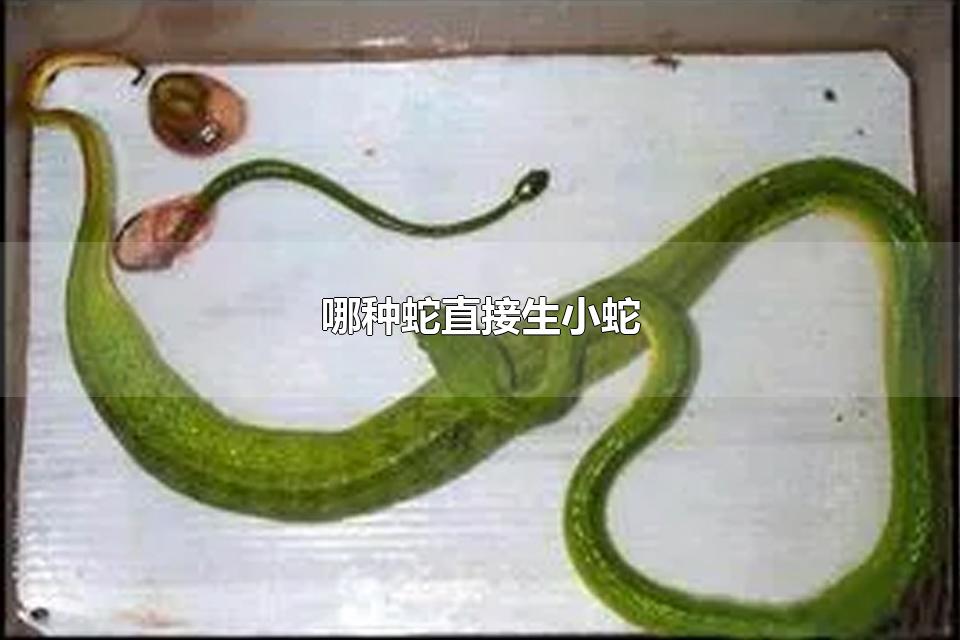 哪种蛇直接生小蛇 蛇以什么为食物