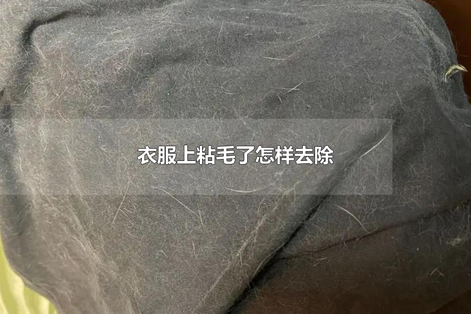 衣服上粘毛了怎样去除 如何防止衣服上粘毛