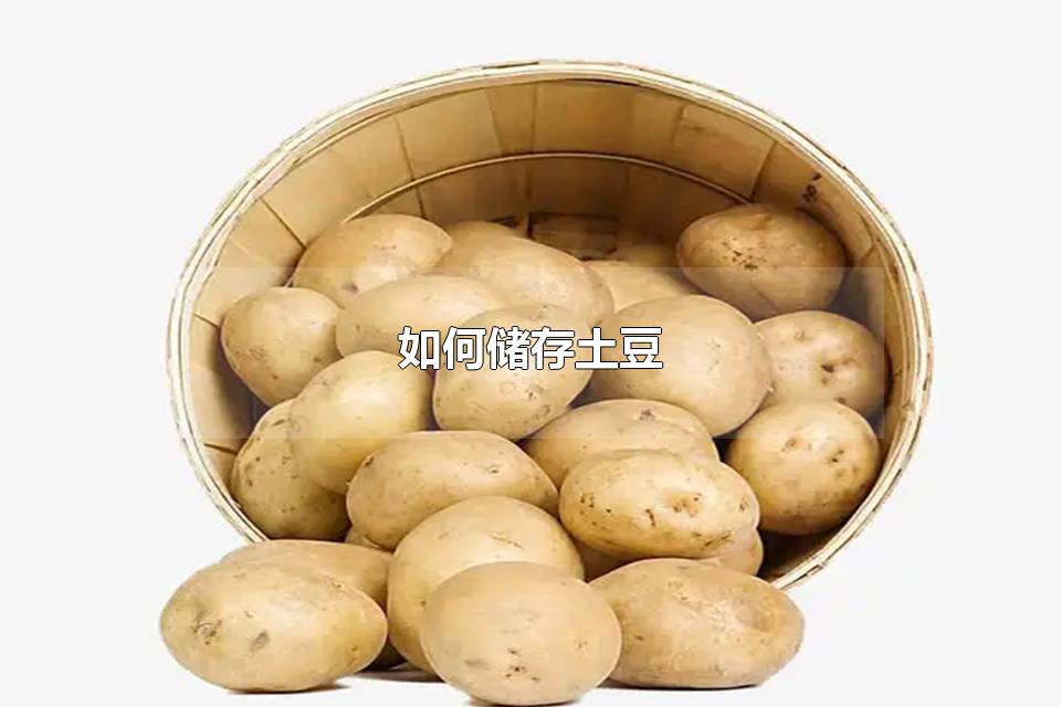 如何储存土豆 土豆的食用方法