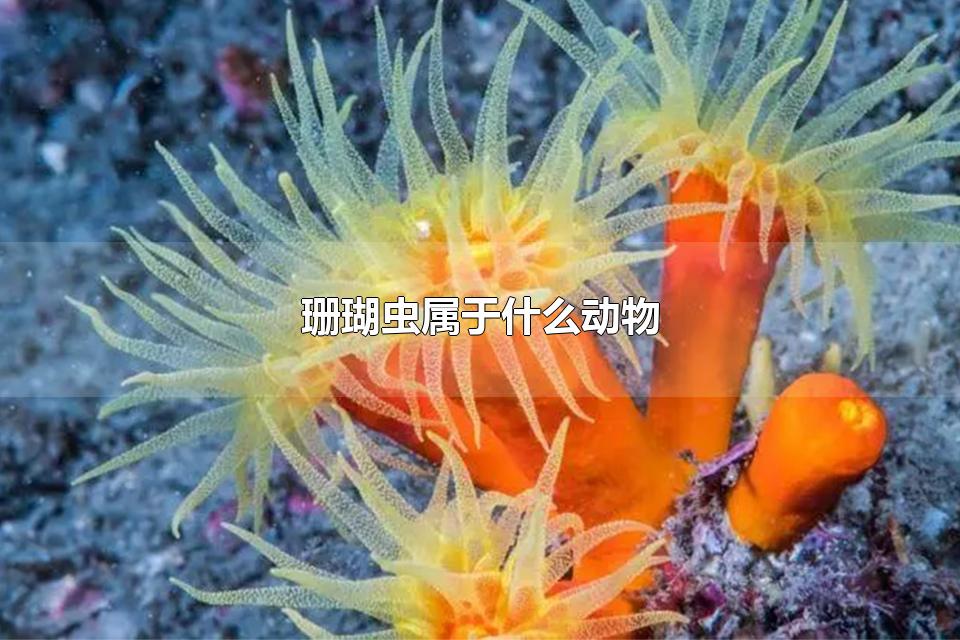 珊瑚虫属于什么动物 珊瑚虫属于保护动物吗