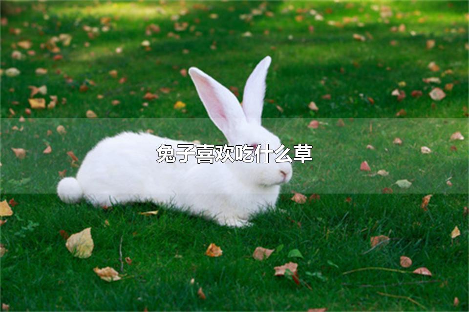 兔子喜欢吃什么草 兔子一般吃什么食物