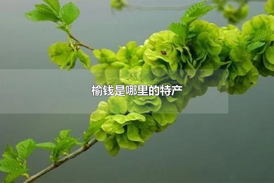 榆钱是哪里的特产 榆钱是叶子还是花