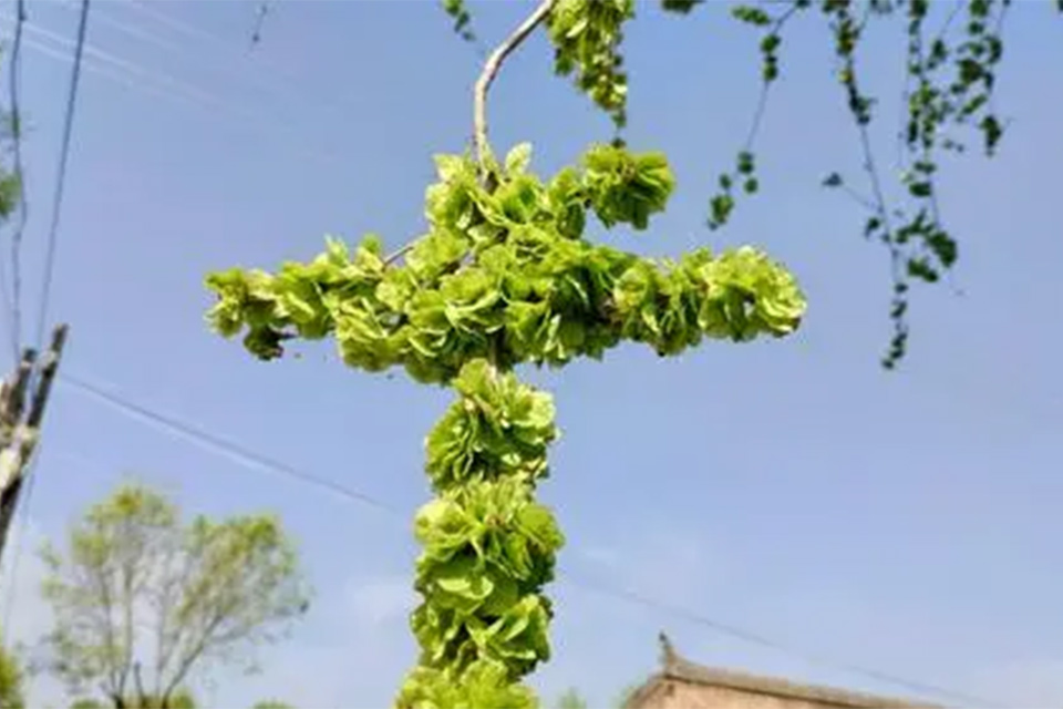 榆钱是哪里的特产 榆钱是叶子还是花
