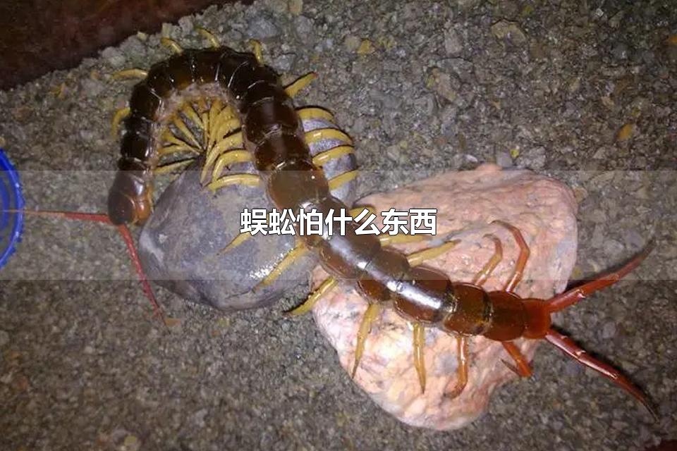 蜈蚣怕什么东西 蜈蚣有毒吗