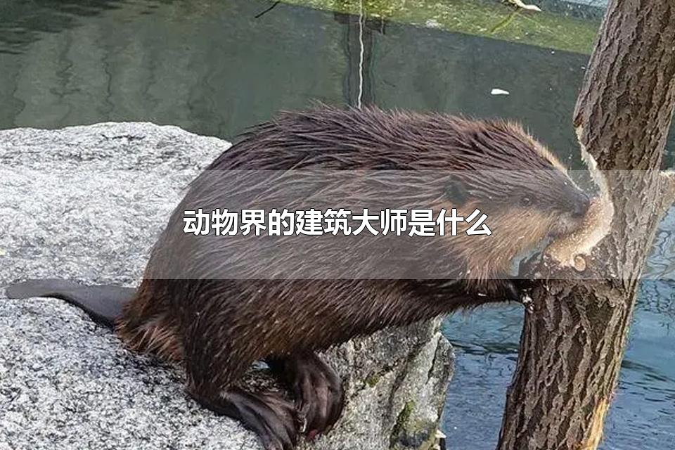 动物界的建筑大师是什么 河狸以什么为食物