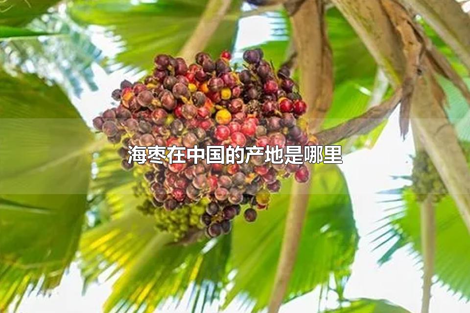 海枣在中国的产地是哪里 海枣种植历史最久的国家是哪个