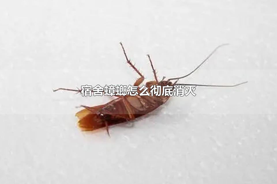 宿舍蟑螂怎么彻底消灭 蟑螂有什么危害