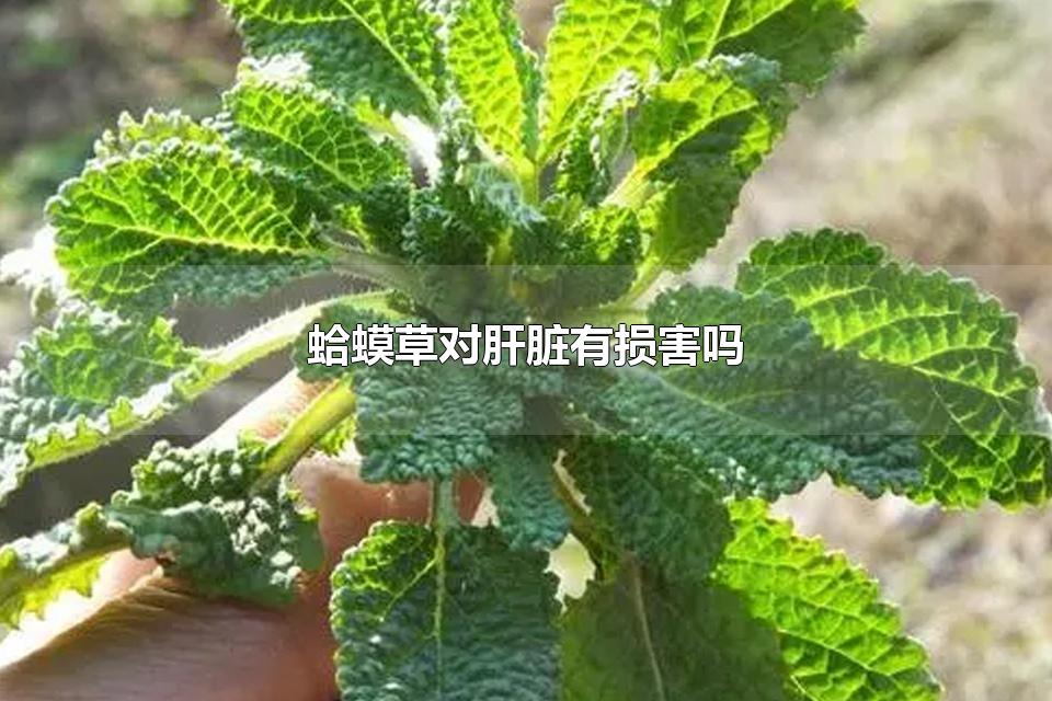 蛤蟆草对肝脏有损害吗 蛤蟆草生长在哪些地方