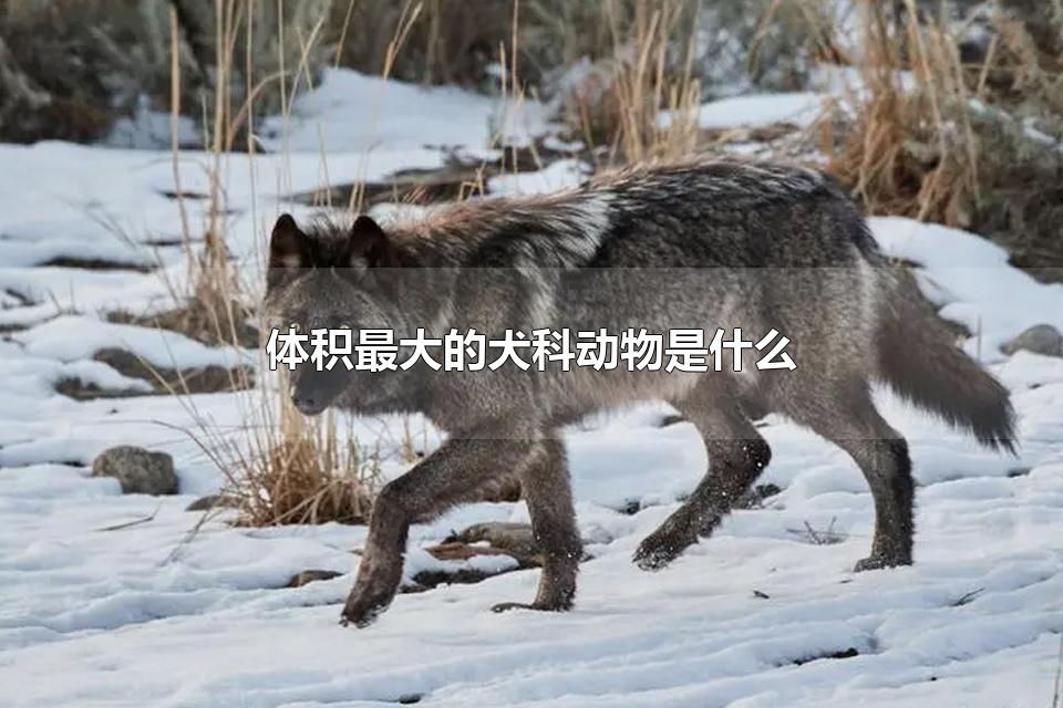 体积最大的犬科动物是什么 犬科动物的特征